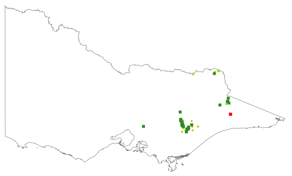 Olearia tenuifolia (distribution map)