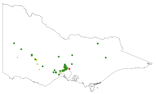 Senecio macrocarpus (distribution map)