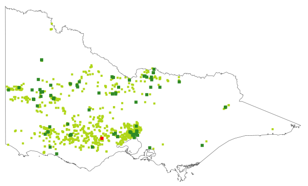 Rumex dumosus (distribution map)