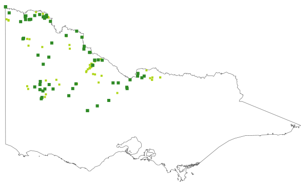Leiocarpa websteri (distribution map)