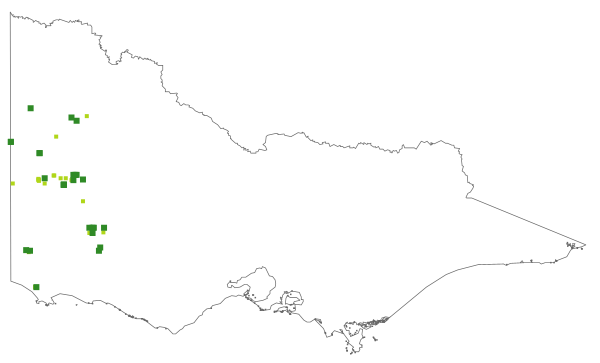 Thelymitra azurea (distribution map)