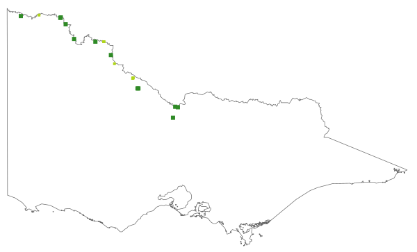 Amaranthus macrocarpus var. macrocarpus (distribution map)
