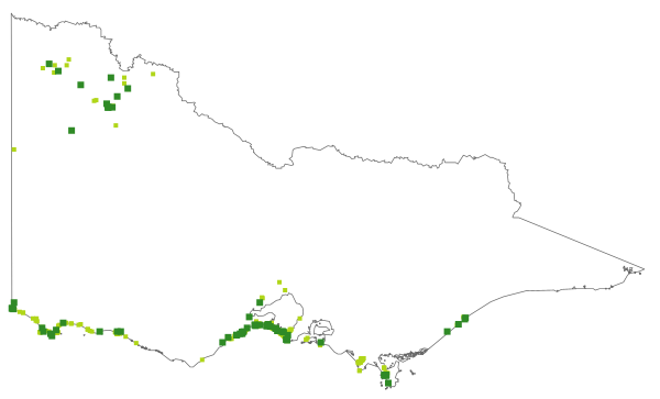 Pimelea serpyllifolia subsp. serpyllifolia (distribution map)