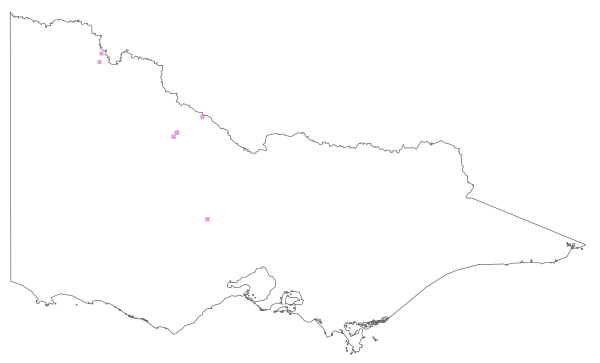 Iva axillaris subsp. robustior (distribution map)