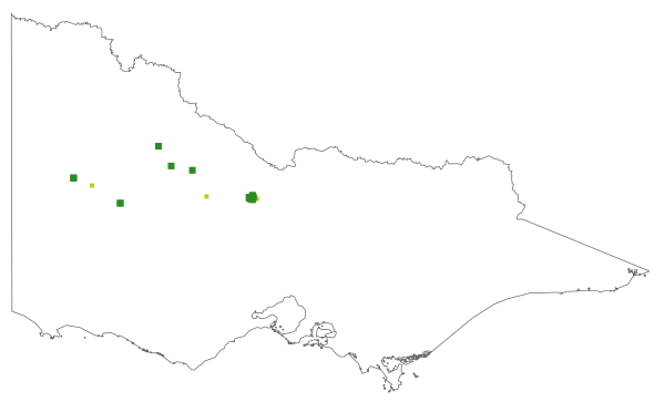 Lepidium pseudopapillosum (distribution map)