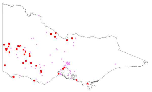 Crassula natans var. minus (distribution map)