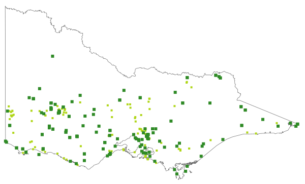 Microtis arenaria (distribution map)