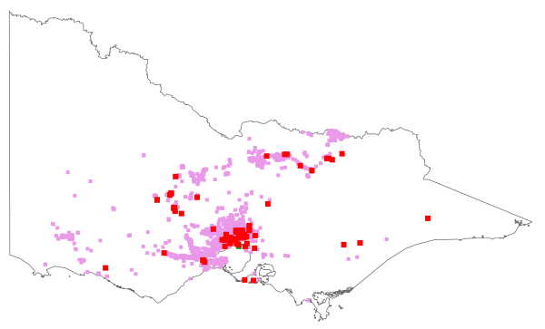 Nassella neesiana (distribution map)