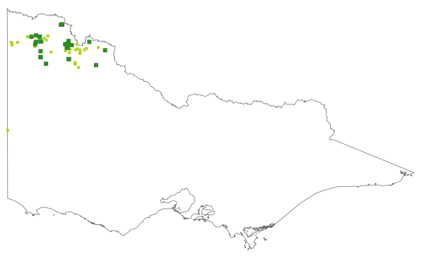 Cryptandra magniflora (distribution map)