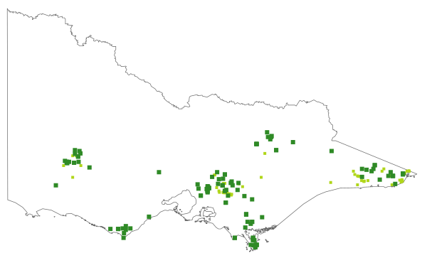 Sticherus urceolatus (distribution map)