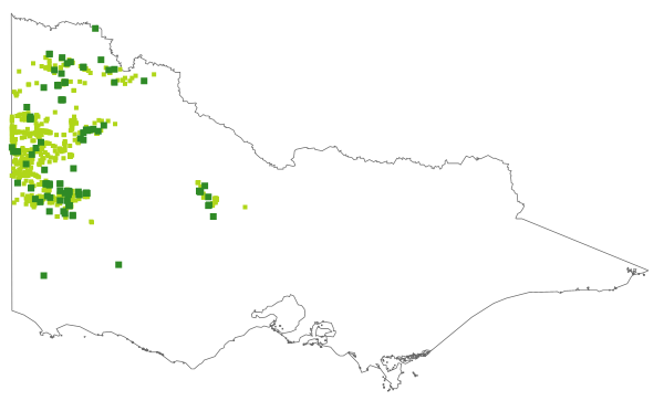 Hysterobaeckea behrii (distribution map)