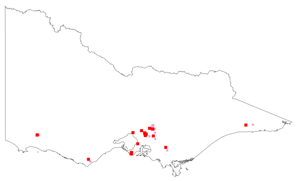Selaginella kraussiana (distribution map)