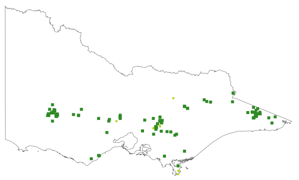 Dicranoloma robustum (distribution map)