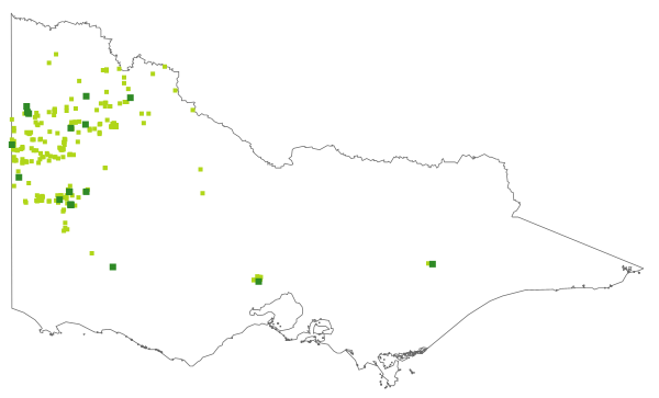 Spyridium eriocephalum var. eriocephalum (distribution map)