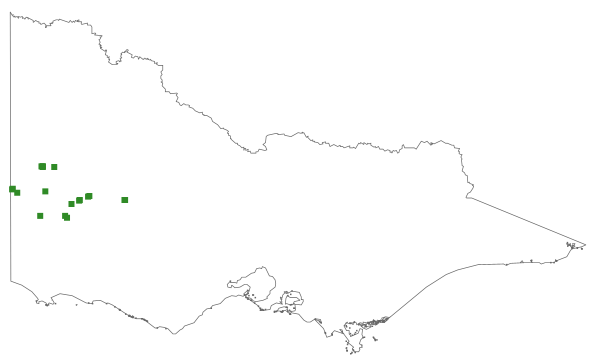 Acacia dodonaeifolia (distribution map)