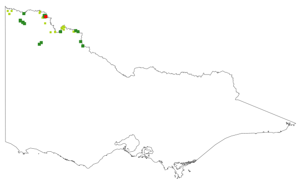 Leichhardtia australis (distribution map)