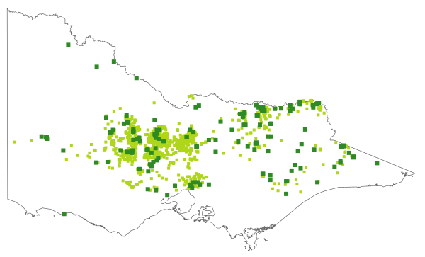 Xerochrysum viscosum (distribution map)