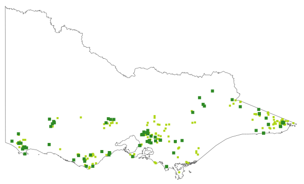 Ozothamnus rosmarinifolius (distribution map)