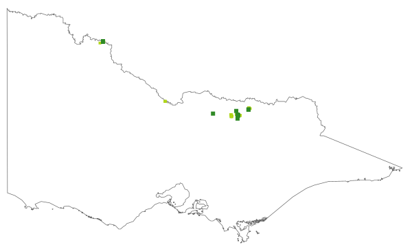 Santalum lanceolatum (distribution map)