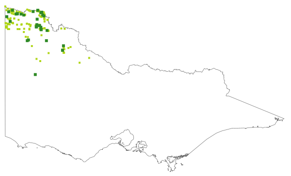Maireana appressa (distribution map)