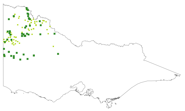 Santalum murrayanum (distribution map)