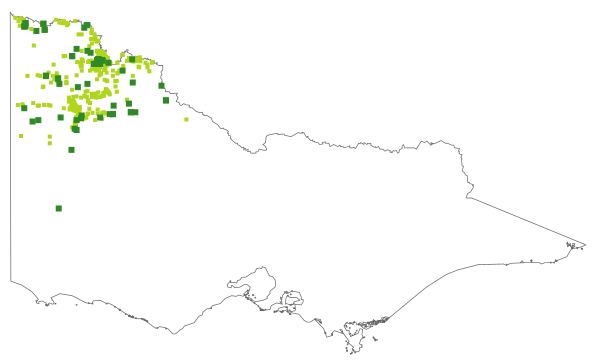 Polycalymma stuartii (distribution map)