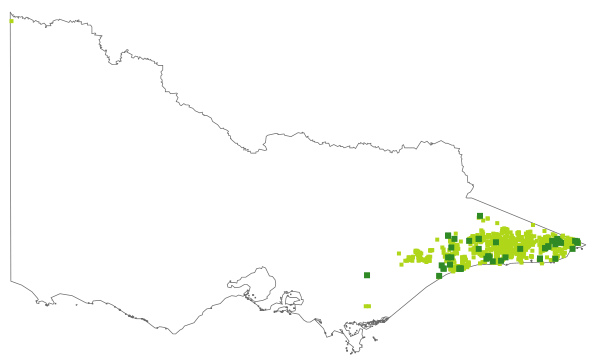Leichhardtia rostrata (distribution map)