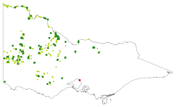 Cyperus gymnocaulos (distribution map)