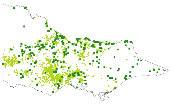 Juncus flavidus (distribution map)