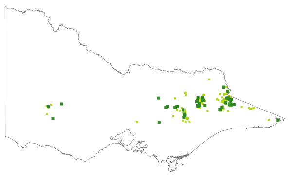 Brachyscome scapigera (distribution map)