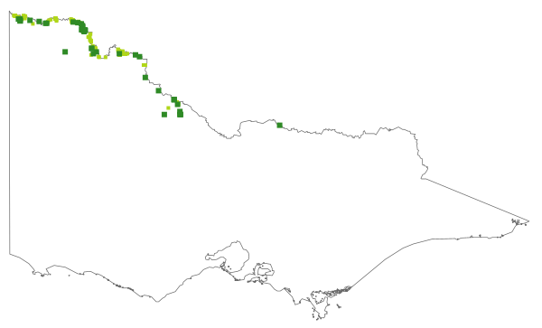 Eremophila divaricata (distribution map)