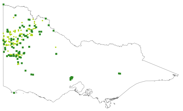 Spyridium eriocephalum (distribution map)