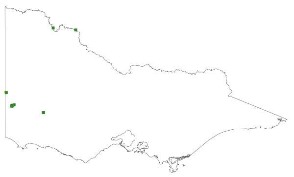 Eriocaulon australasicum (distribution map)