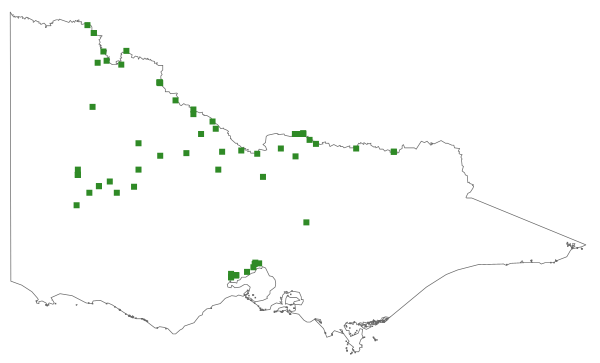Eclipta platyglossa subsp. platyglossa (distribution map)