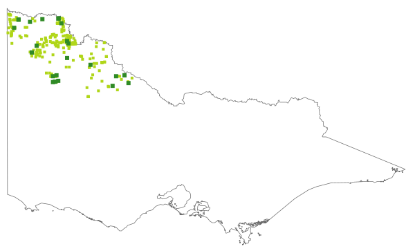 Roepera ammophila (distribution map)