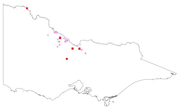 Malvella leprosa (distribution map)