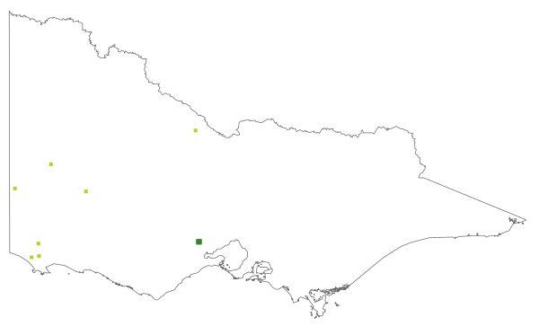 Hibbertia incana (distribution map)