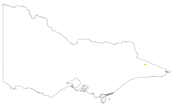 Asterolasia trymalioides subsp. villosa (distribution map)