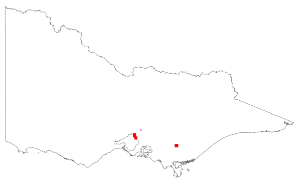 Ixia paniculata (distribution map)
