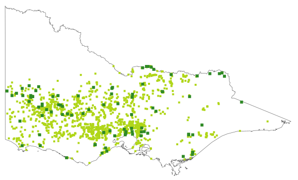 Solenogyne dominii (distribution map)