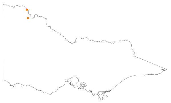 Cyperus hamulosus (distribution map)