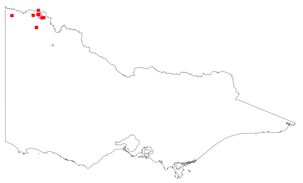 Mesembryanthemum guerichianum (distribution map)
