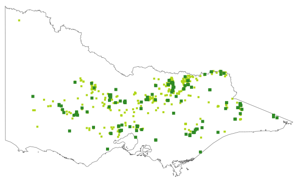 Austrostipa densiflora (distribution map)