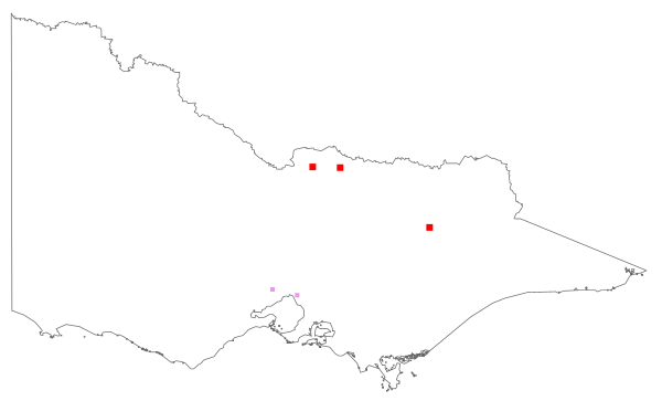 Physalis ixocarpa (distribution map)