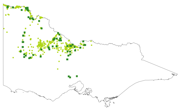 Maireana pentagona (distribution map)