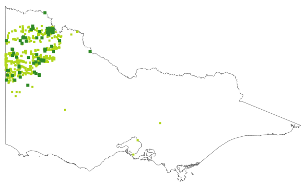 Gaudium coriaceum (distribution map)