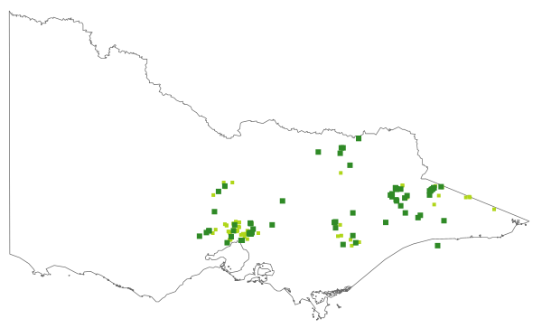 Vittadinia muelleri (distribution map)