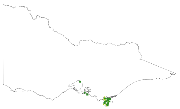 Leptecophylla oxycedrus (distribution map)