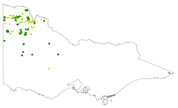 Prostanthera serpyllifolia (distribution map)