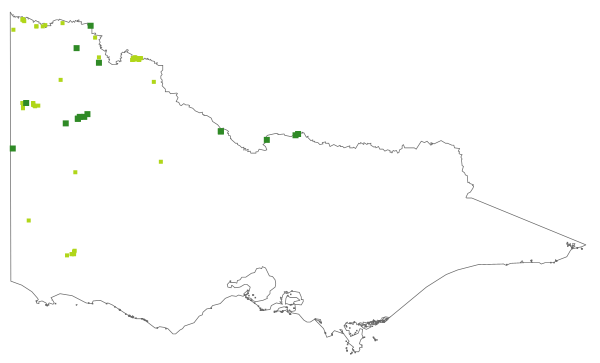 Wahlenbergia tumidifructa (distribution map)